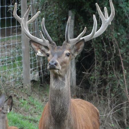 Les Cerfs De Laplaud Bed and Breakfast Glandon Exteriör bild