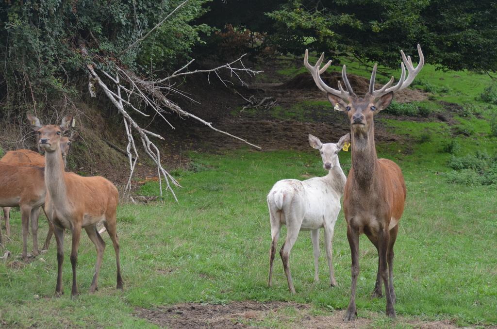 Les Cerfs De Laplaud Bed and Breakfast Glandon Exteriör bild