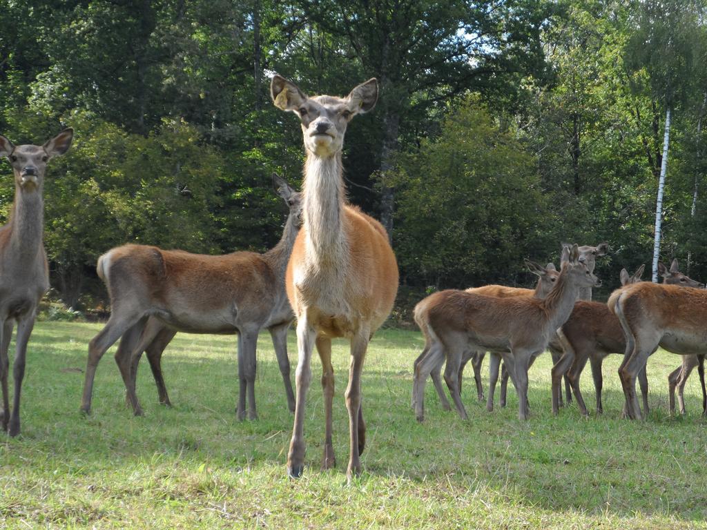 Les Cerfs De Laplaud Bed and Breakfast Glandon Exteriör bild